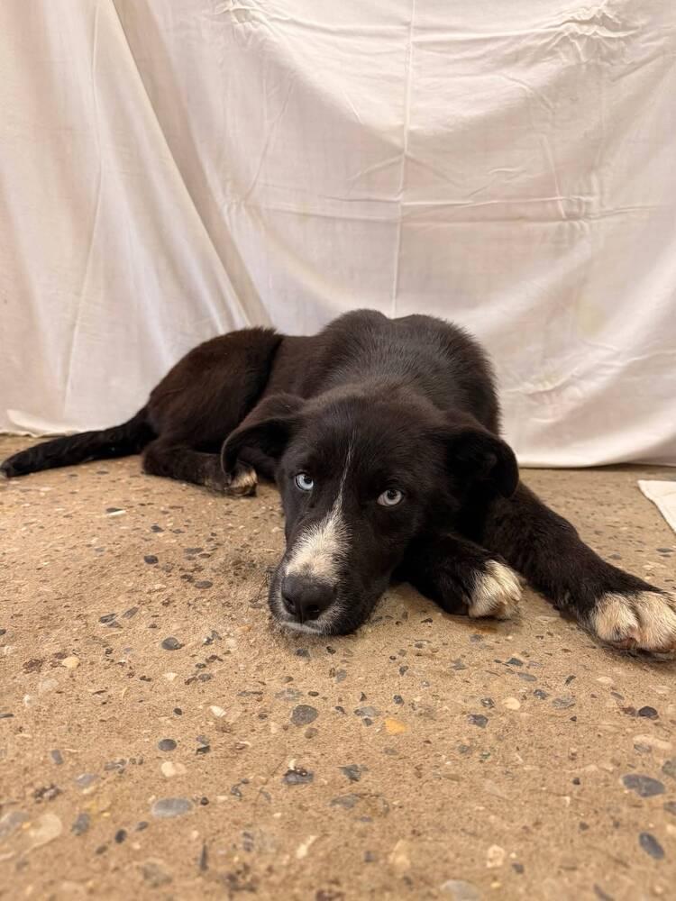 Topaz, Adoptable, Puppy Male Shepherd & Mixed Breed.