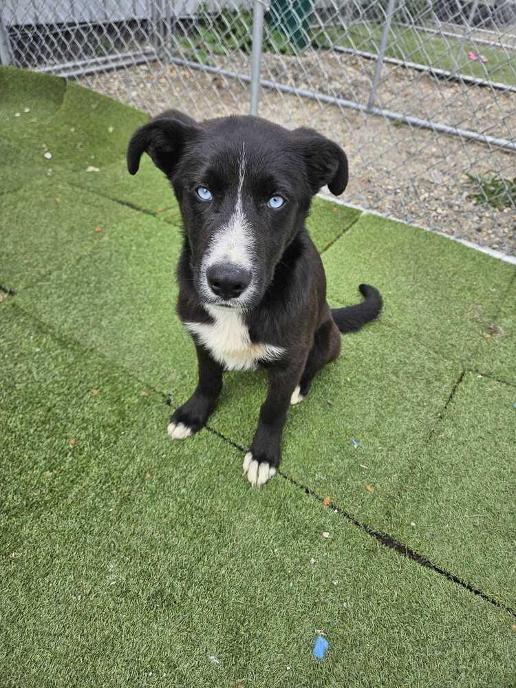 Topaz, a Adoptable mixed breed in Calgary, AB image 2/4