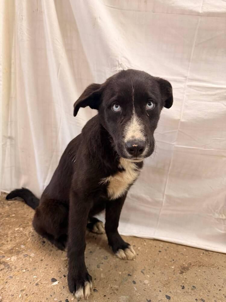 Topaz, a Adoptable mixed breed in Calgary, AB image 3/4