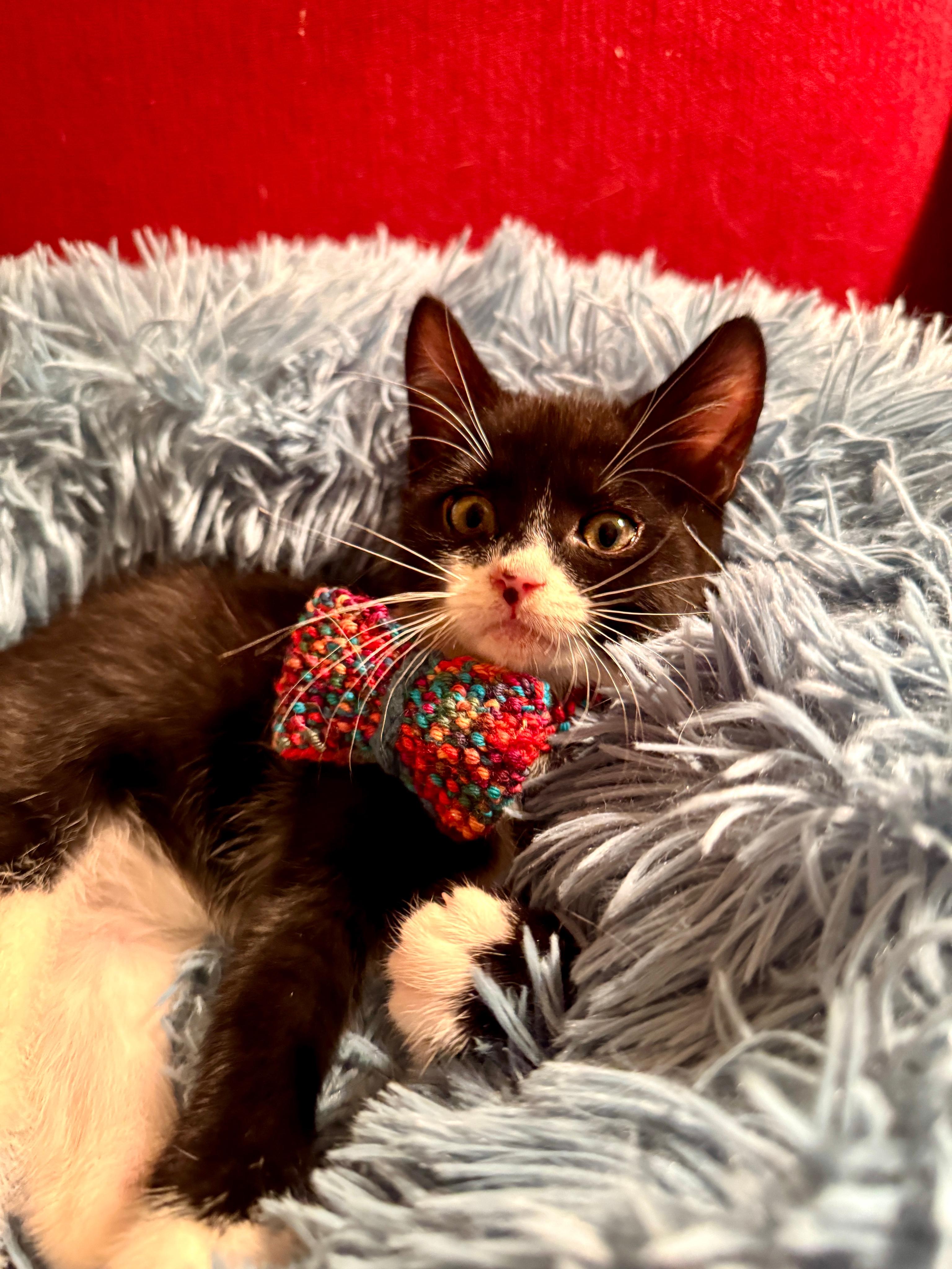 Murphy, Adopted, Kitten Male Domestic Short Hair.