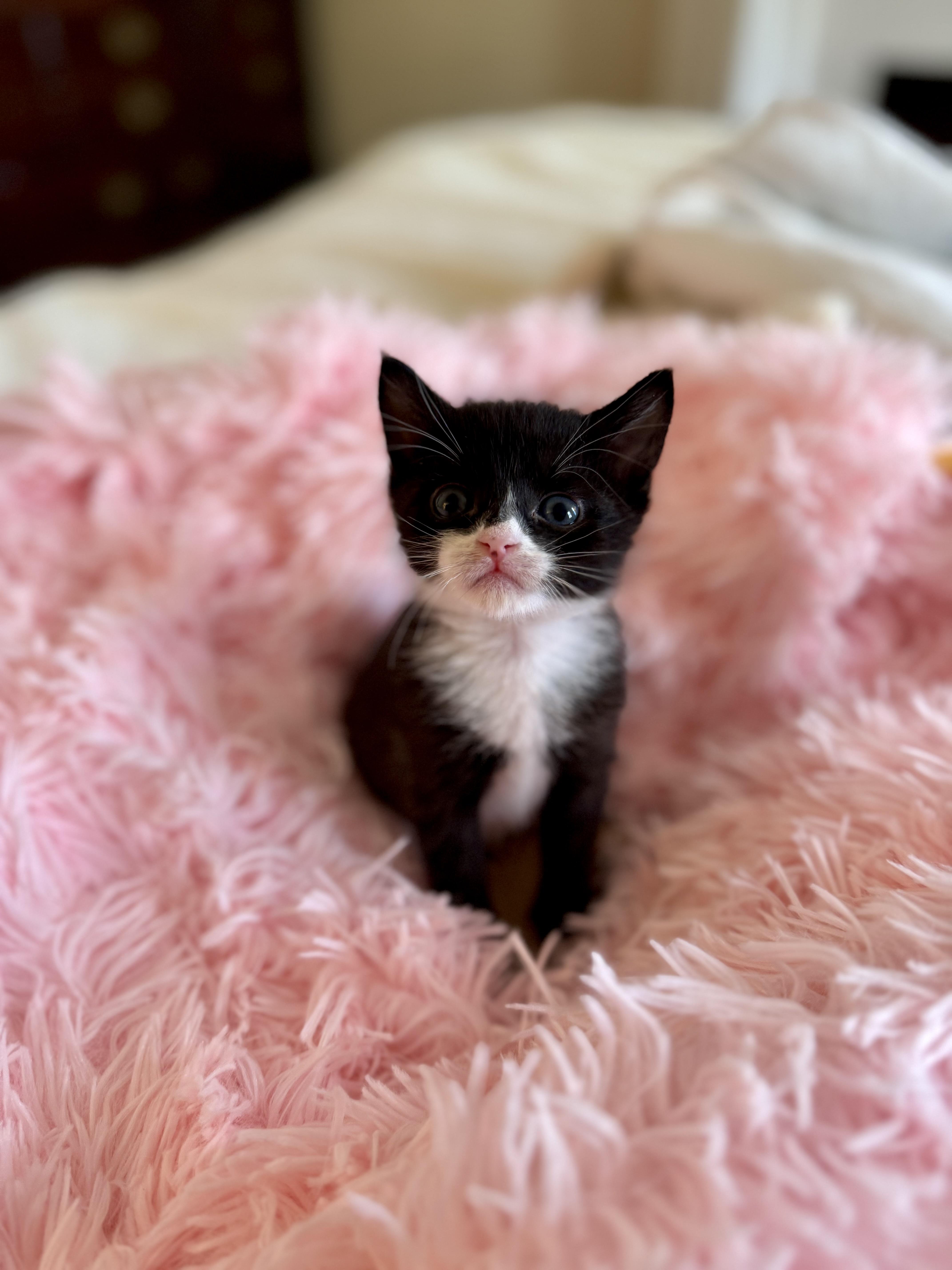 Murphy, a Adopted mixed breed in Brooklyn, NY image 2/4