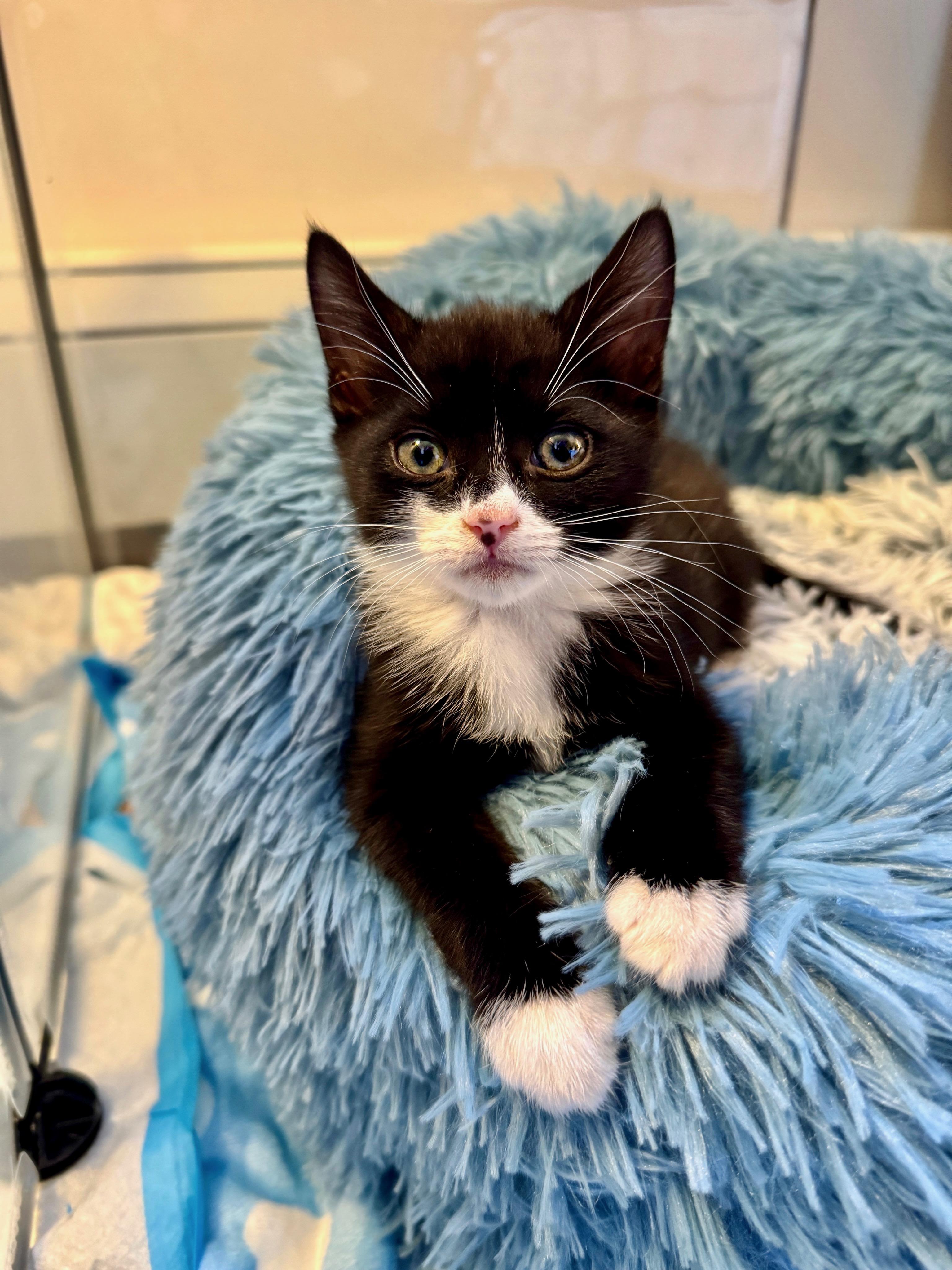 Murphy, a Adopted mixed breed in Brooklyn, NY image 3/4