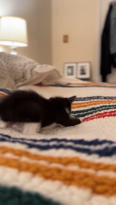 Enlarge Murphy, a Adopted mixed breed in Brooklyn, NY video 4/4