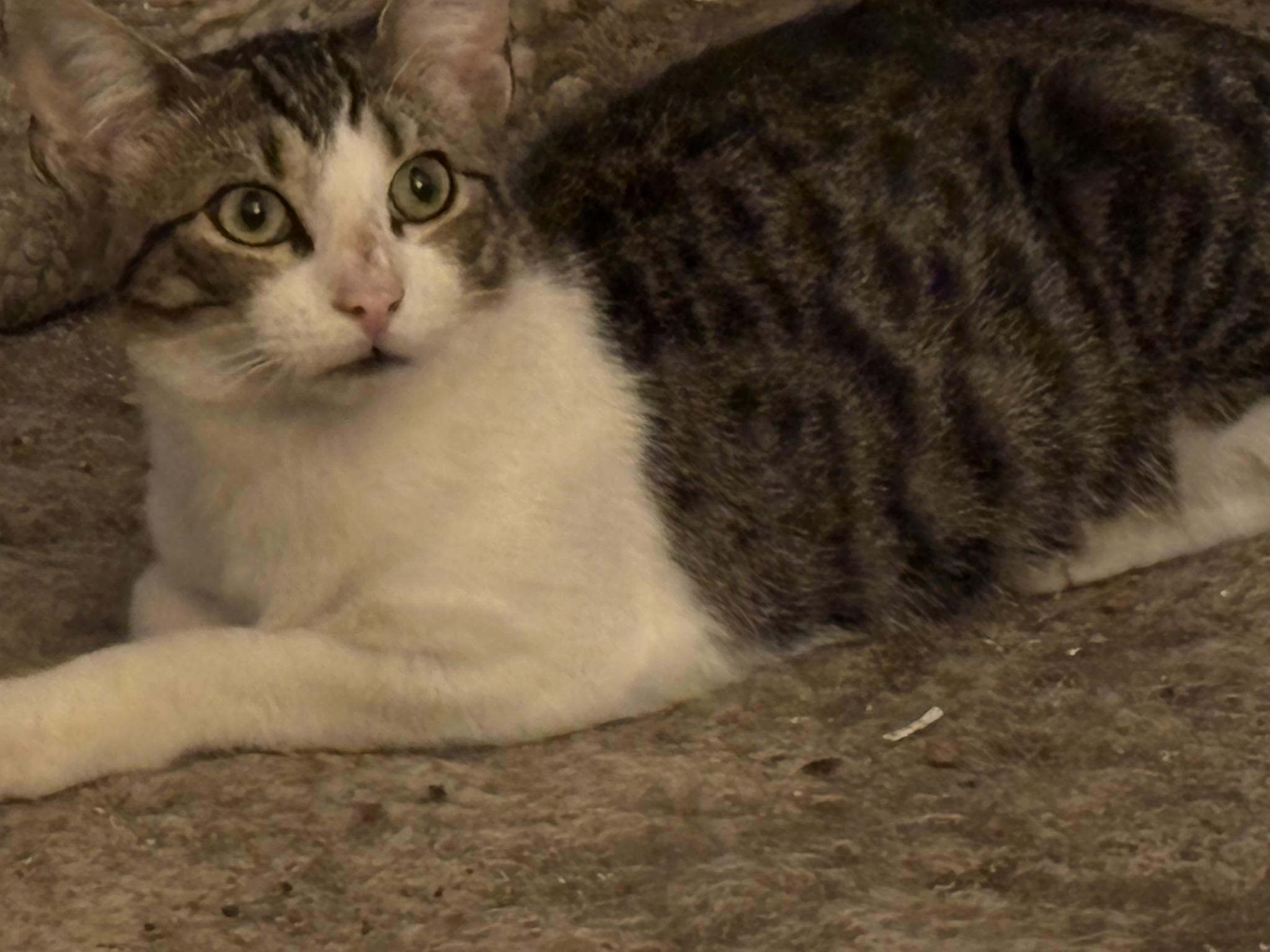 Axel, a Adoptable mixed breed in Haltom City, TX image 1/3