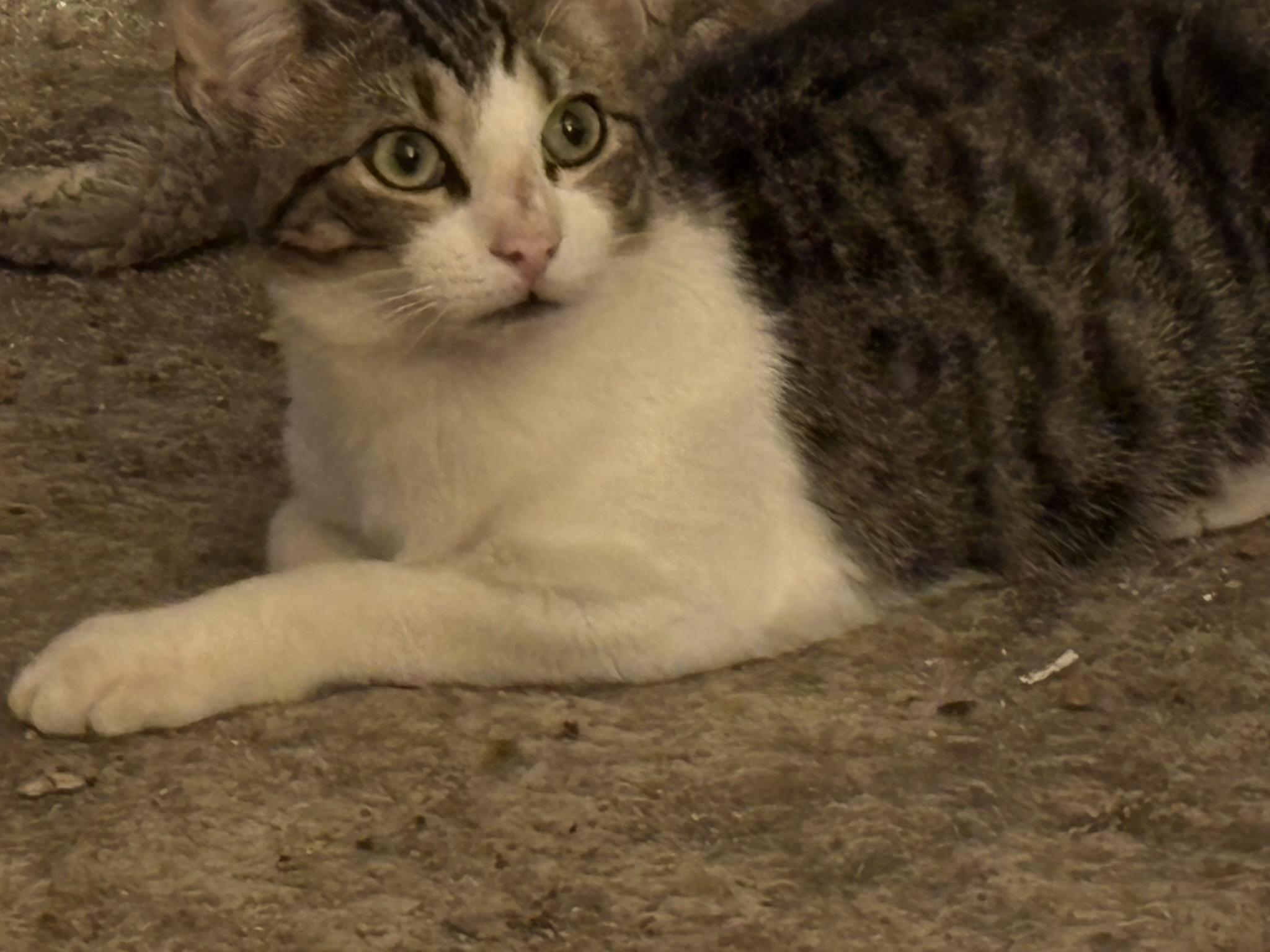 Axel, a Adoptable mixed breed in Haltom City, TX image 2/3