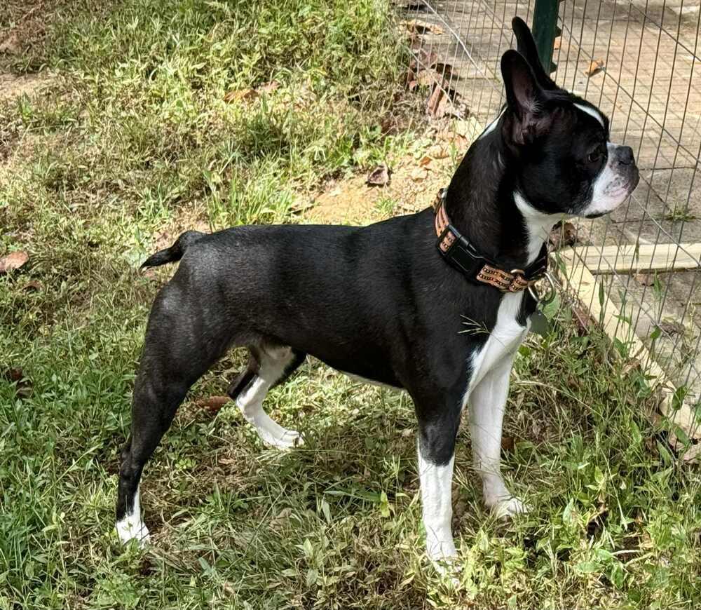 Enlarge Odin Meredith-4703 Maryville, TN, a Adoptable mixed breed in Maryville, TN image 3/6