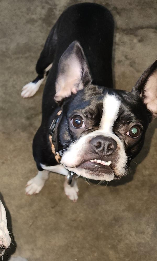 Enlarge Odin Meredith-4703 Maryville, TN, a Adoptable mixed breed in Maryville, TN image 5/6