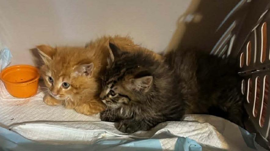 Pluto, Adopted, Kitten Male Domestic Medium Hair.