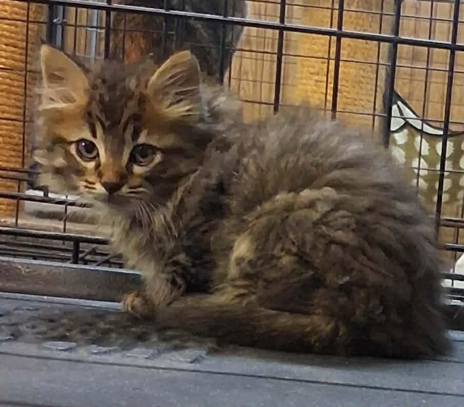 Pluto, a Adopted mixed breed in Crossville, TN image 2/2