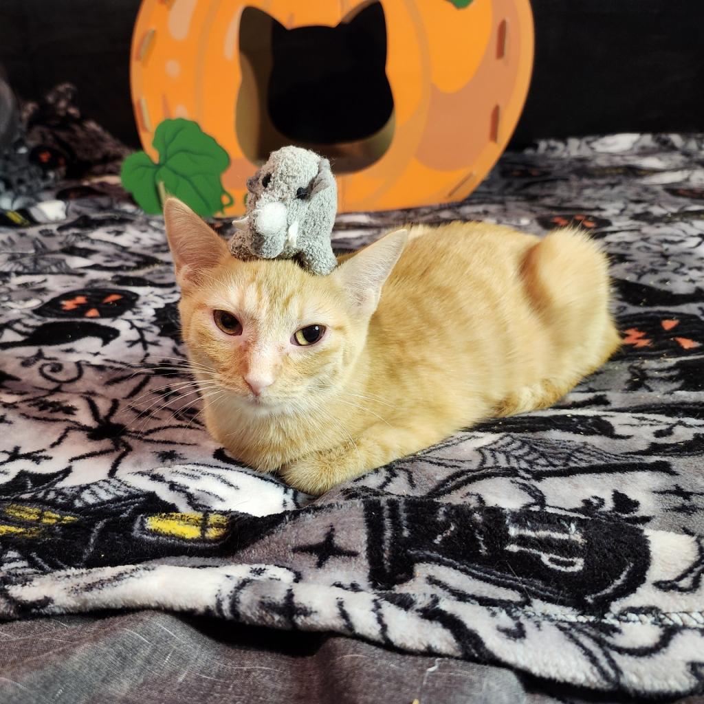 Sherbet, Adoptable, Adult Female Domestic Short Hair.