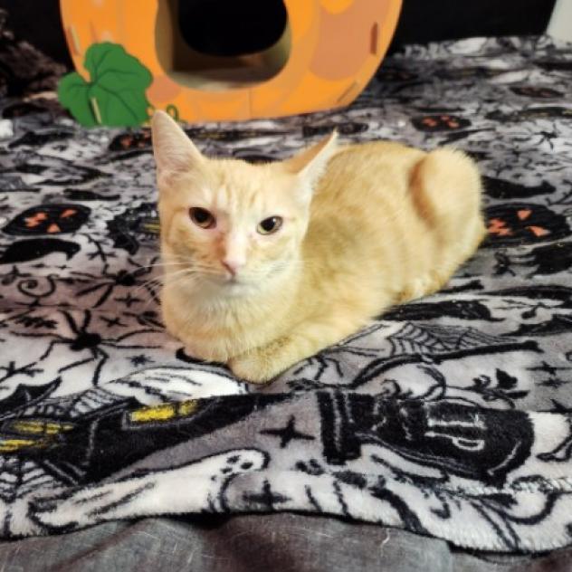 Enlarge Sherbet, a Adoptable Domestic Short Hair in Greenwood, MO image 2/3