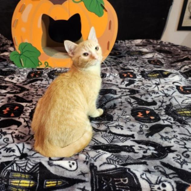 Enlarge Sherbet, a Adoptable Domestic Short Hair in Greenwood, MO image 3/3