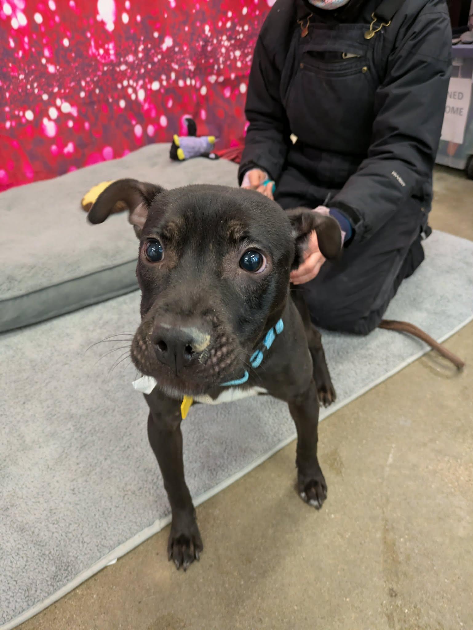 Enlarge Malcolm, a Adoptable Pit Bull Terrier in Strongsville, OH image 1/3