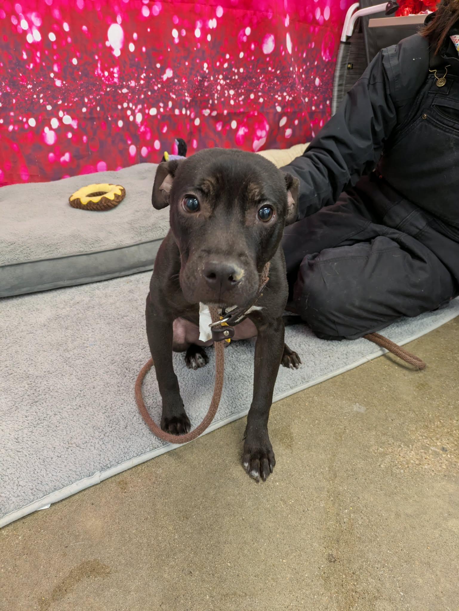 Enlarge Malcolm, a Adoptable Pit Bull Terrier in Strongsville, OH image 2/3