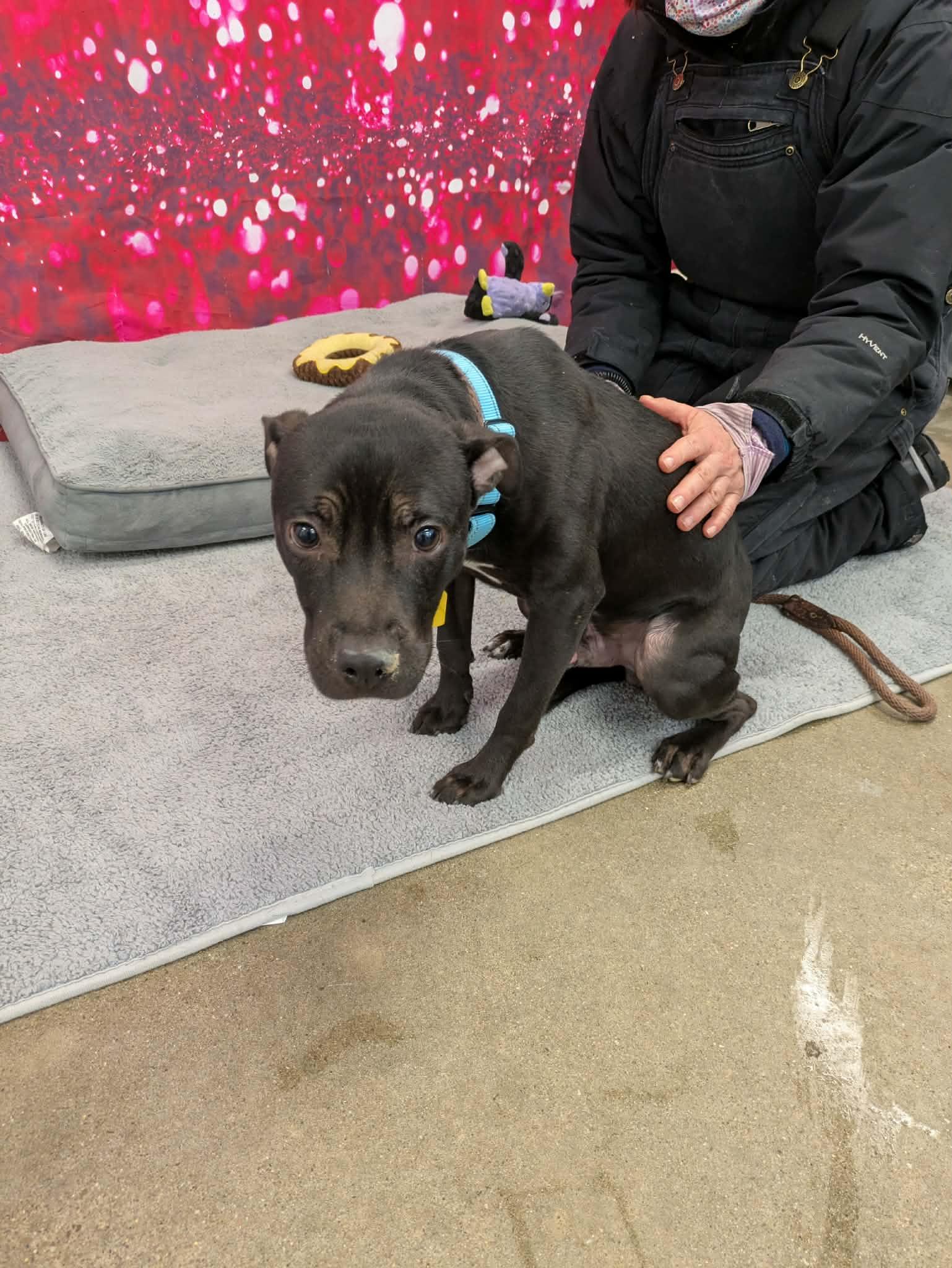 Enlarge Malcolm, a Adoptable Pit Bull Terrier in Strongsville, OH image 3/3