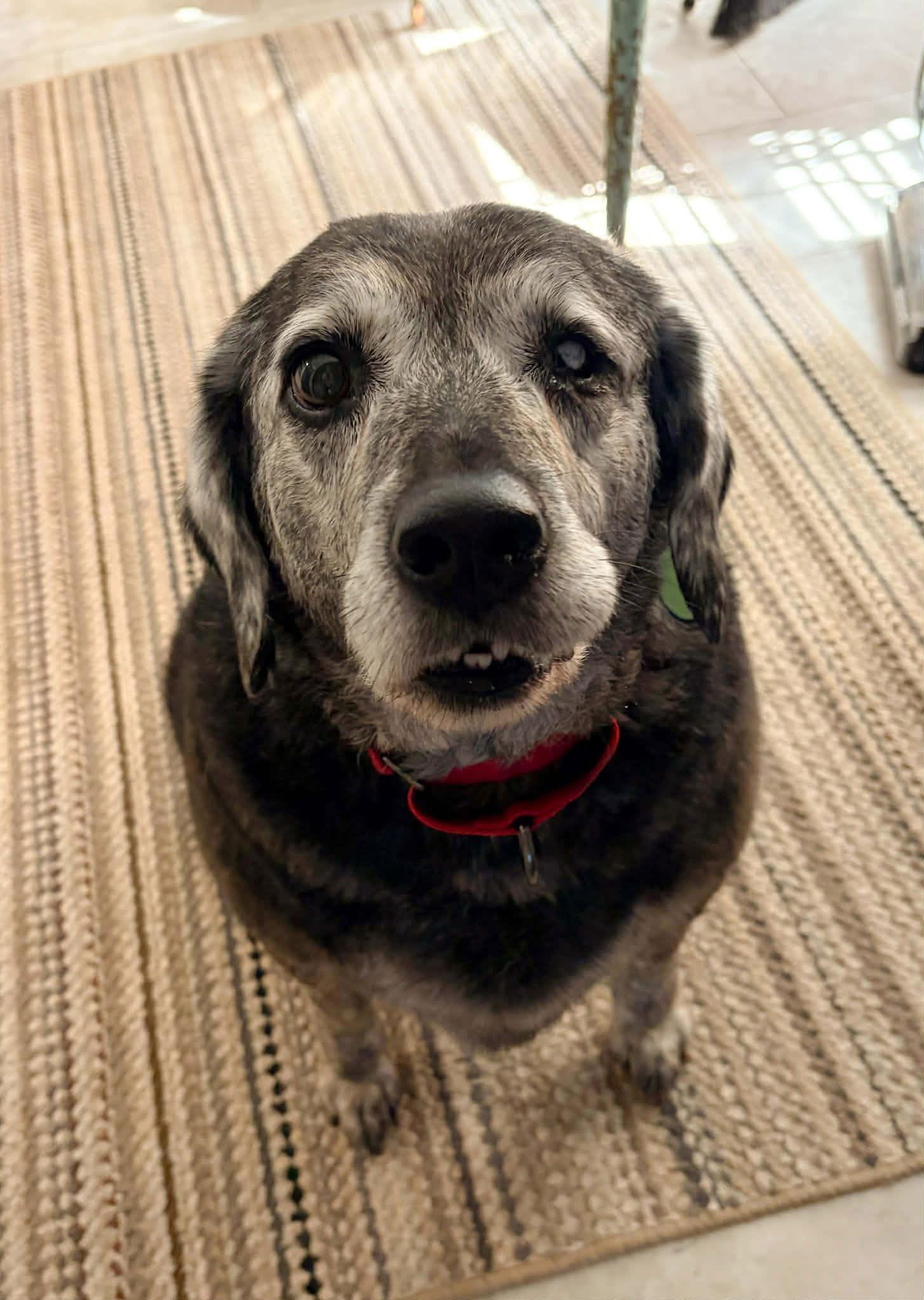 Wyatt, Adoptable, Adult Male Labrador Retriever & Hound.