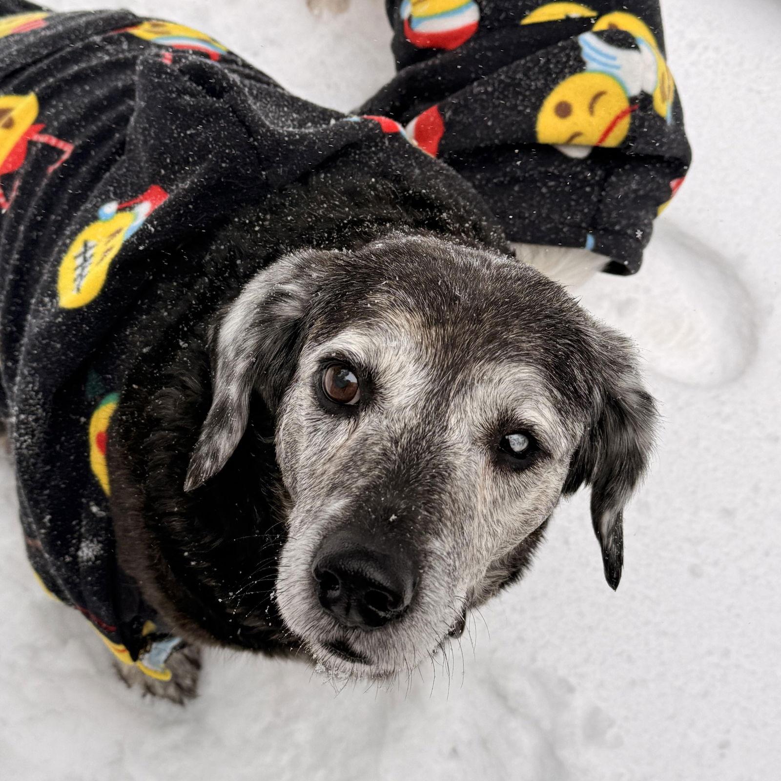 Enlarge Wyatt, a Adoptable mixed breed in Arlington, VA image 2/3