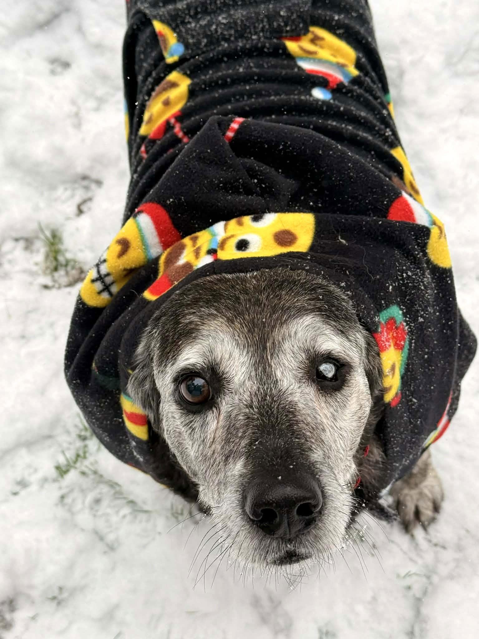 Enlarge Wyatt, a Adoptable mixed breed in Arlington, VA image 3/3