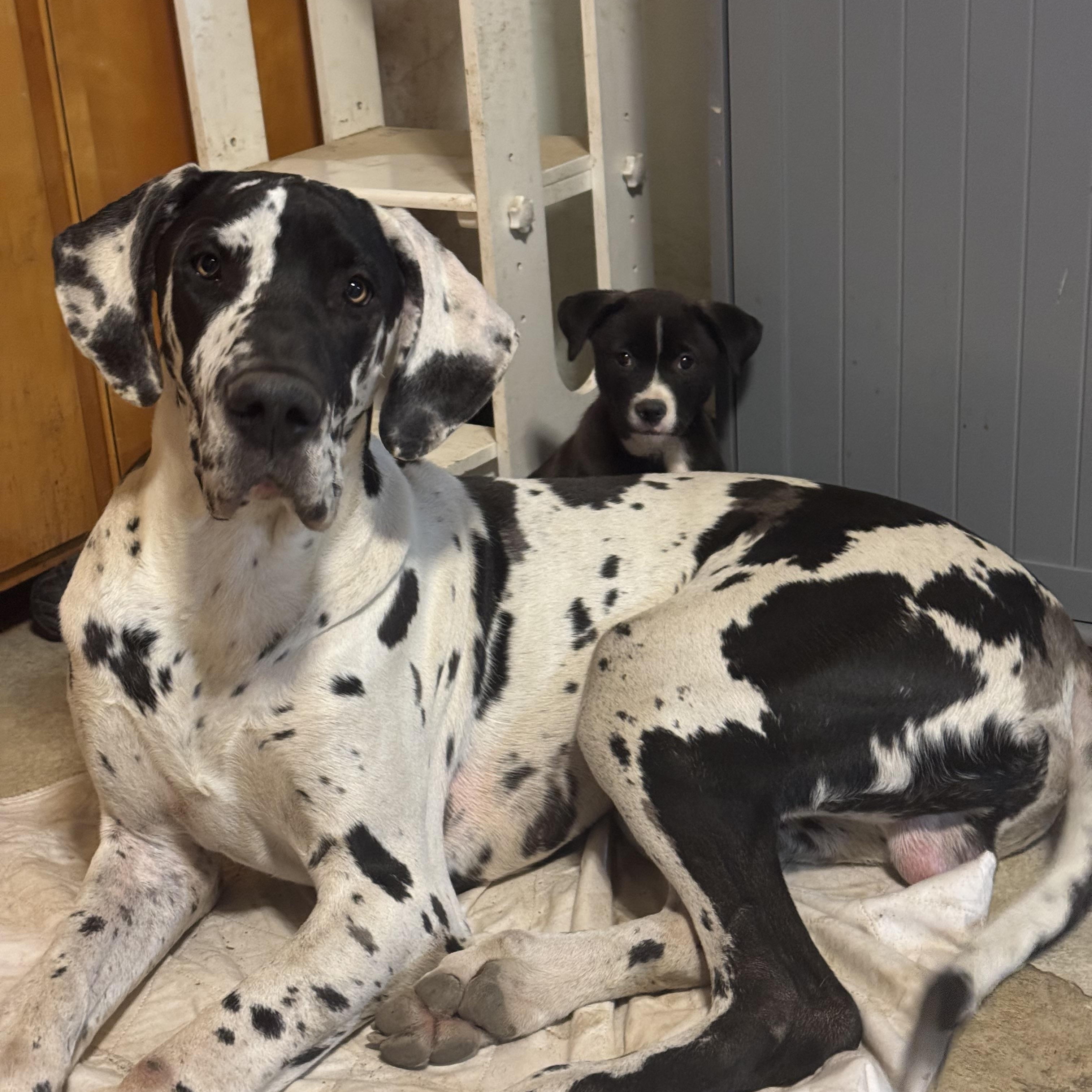 Enlarge Phoebe , a ADOPTABLE mixed breed in Spring City, PA image 2/4