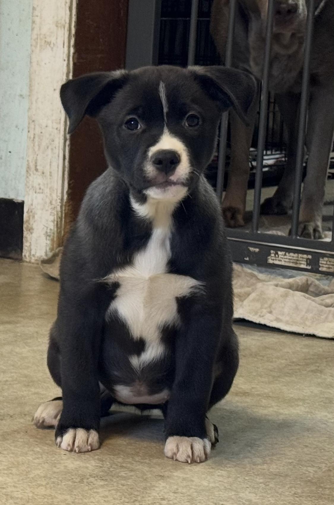 Phoebe , ADOPTABLE, Puppy Female Siberian Husky & Black Labrador Retriever.