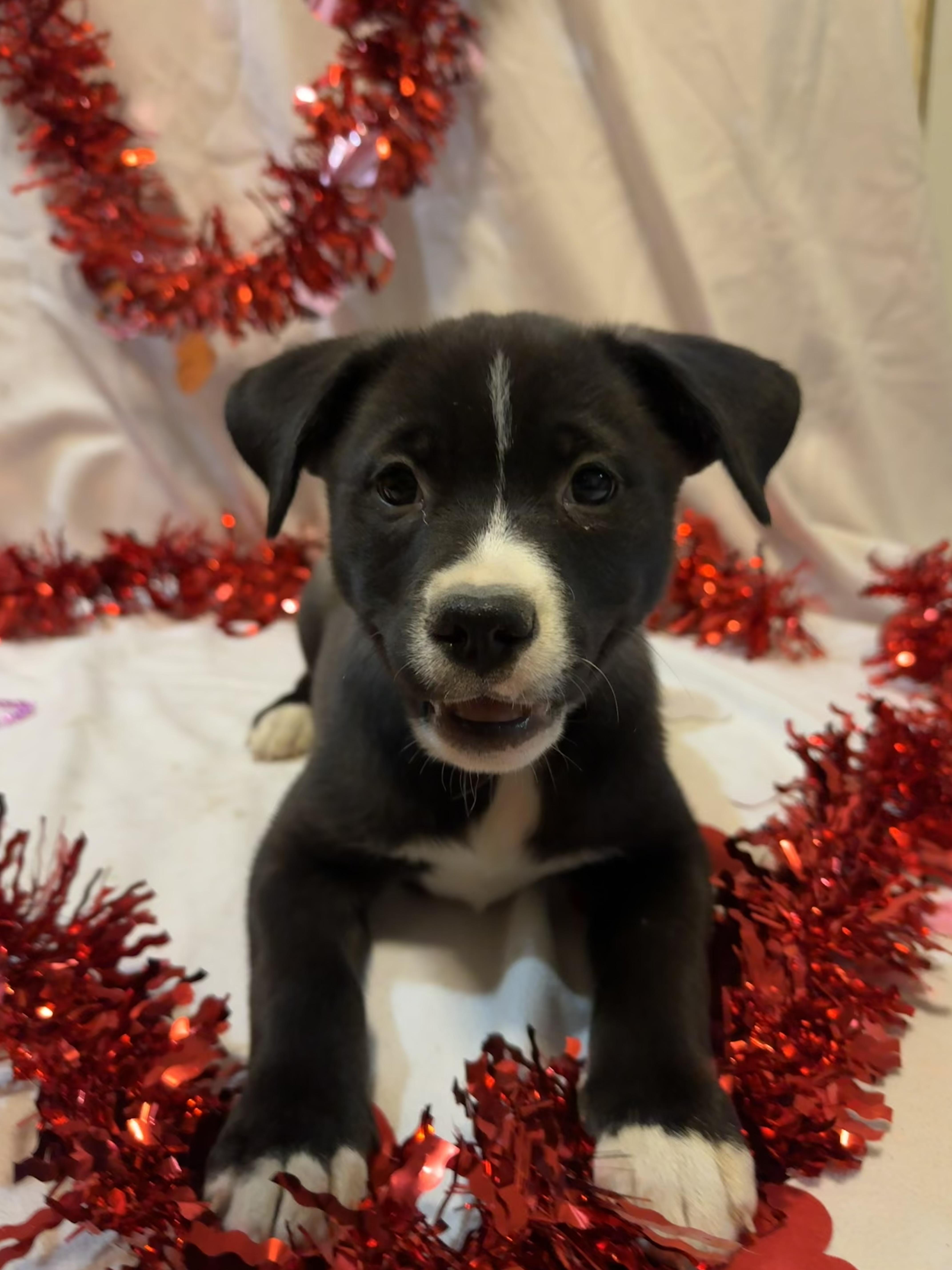 Enlarge Phoebe , a ADOPTABLE mixed breed in Spring City, PA image 4/4
