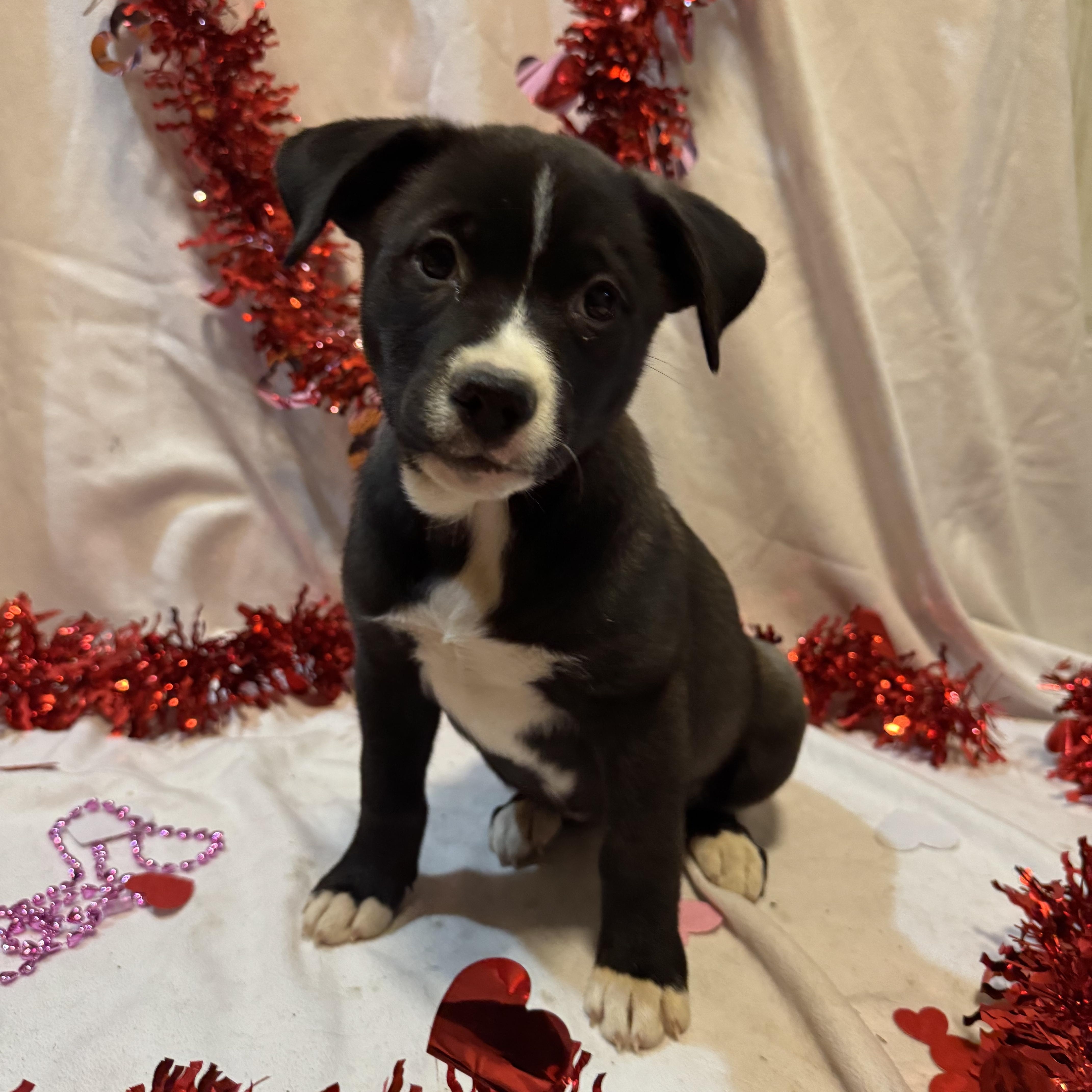 Enlarge Phoebe , a ADOPTABLE mixed breed in Spring City, PA image 3/4