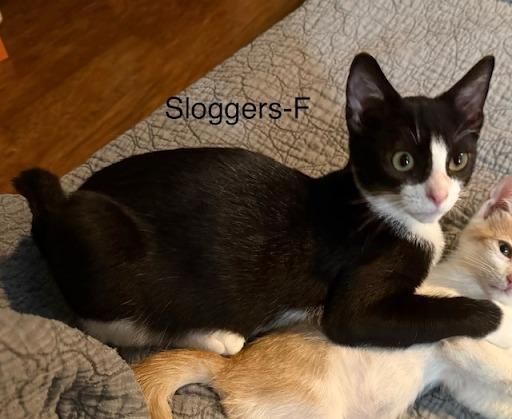 Sloggers, Adoptable, Kitten Female Domestic Short Hair.