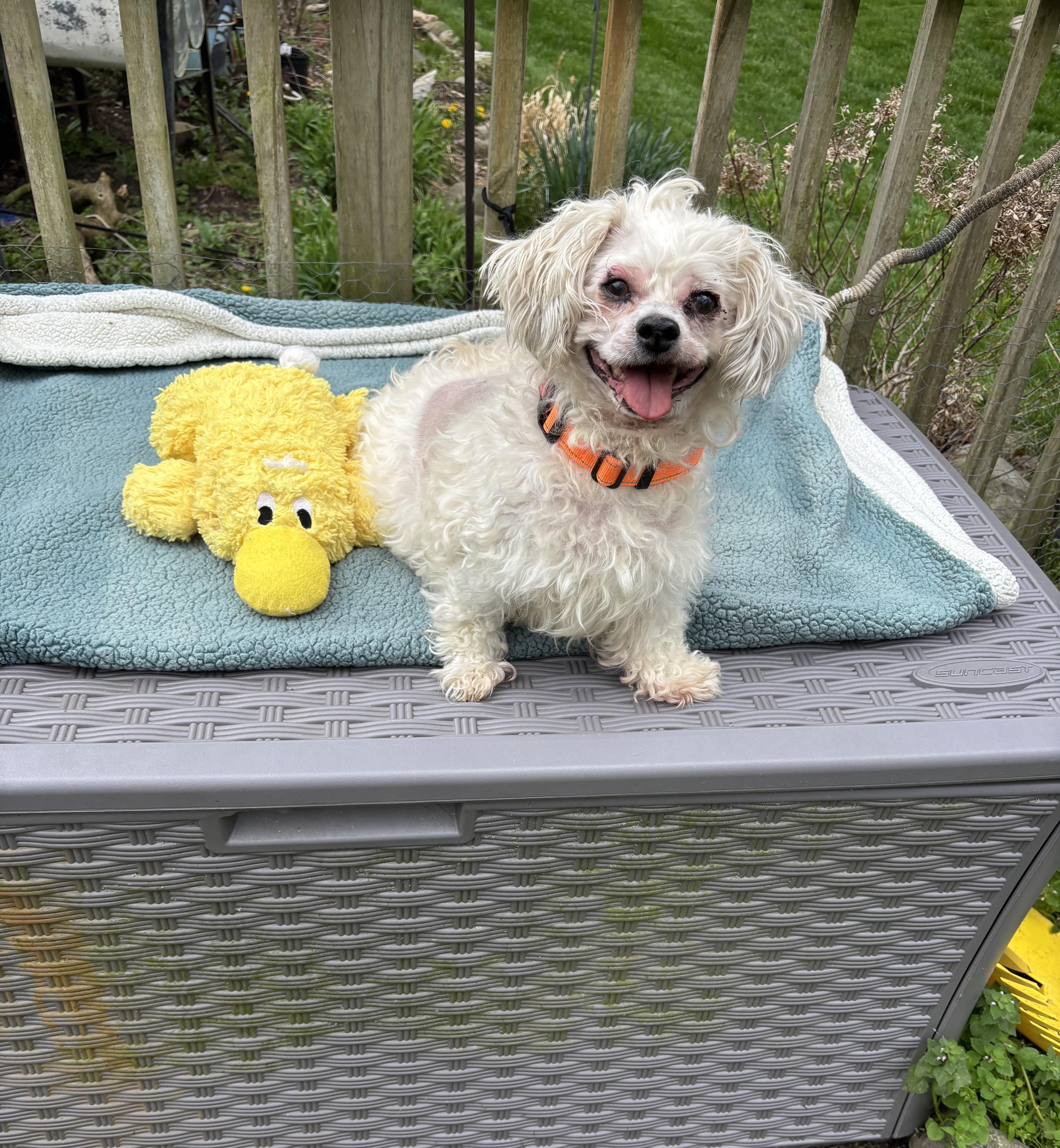 Benji , an adopted Maltipoo in White Lake, MI image 2/4