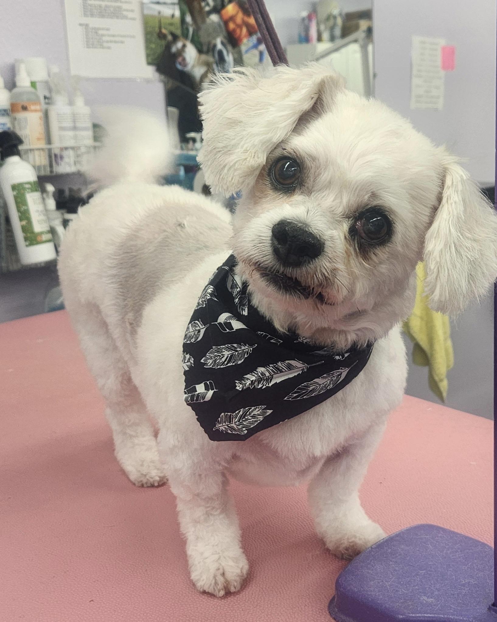 Benji , an adopted Maltipoo in White Lake, MI image 1/4