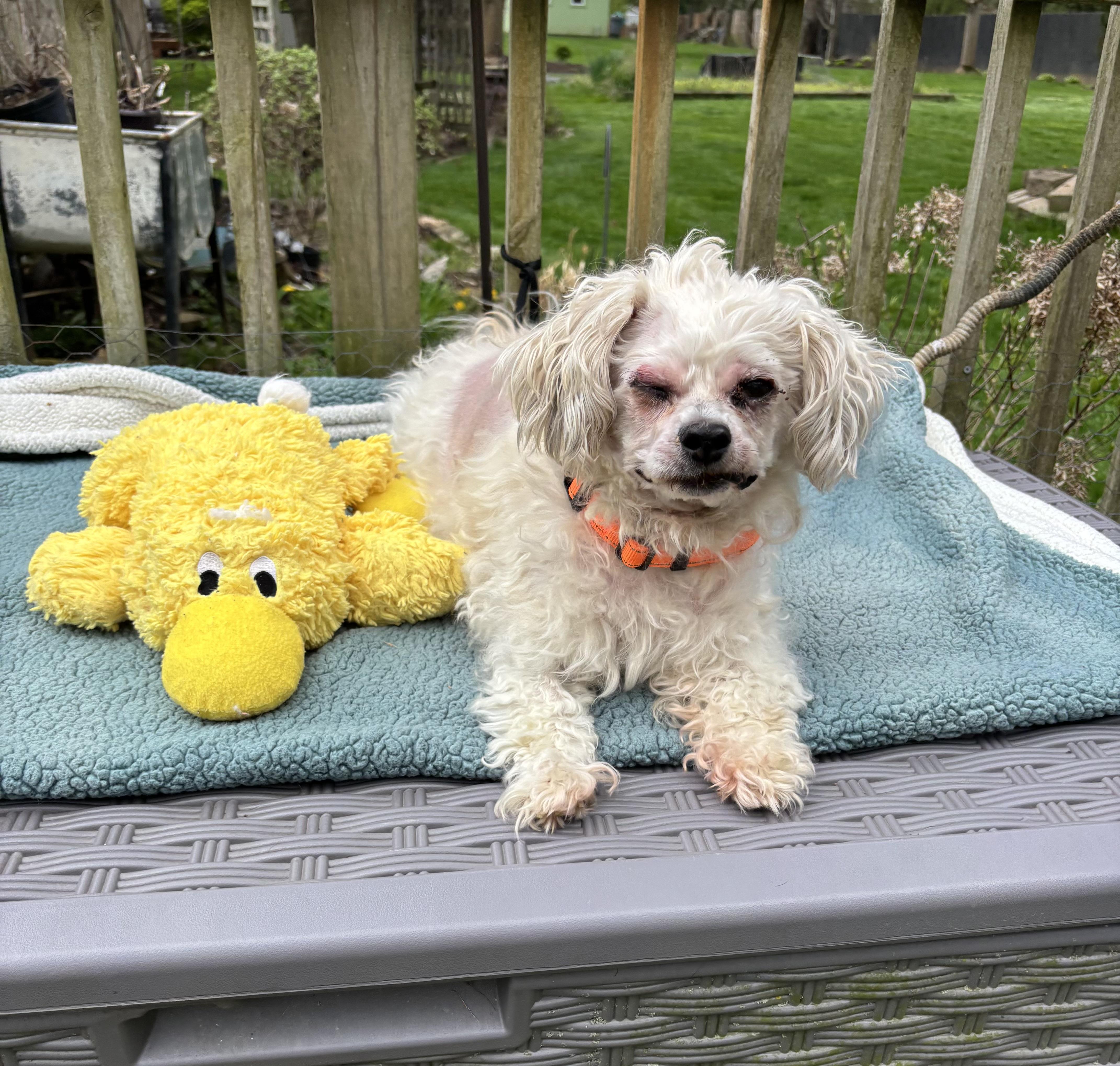 Benji , an adopted Maltipoo in White Lake, MI image 3/4