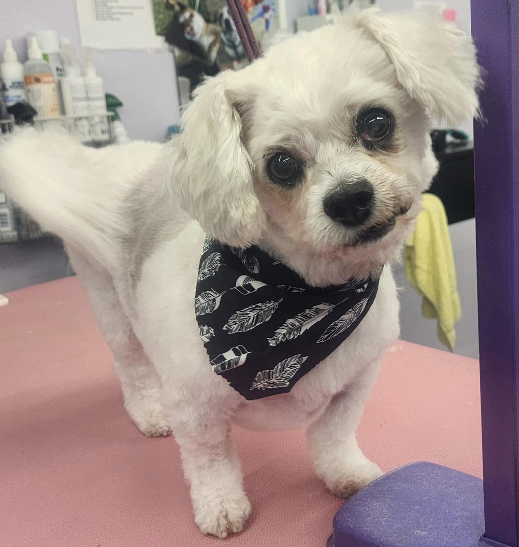 Benji , an adopted Maltipoo in White Lake, MI image 4/4