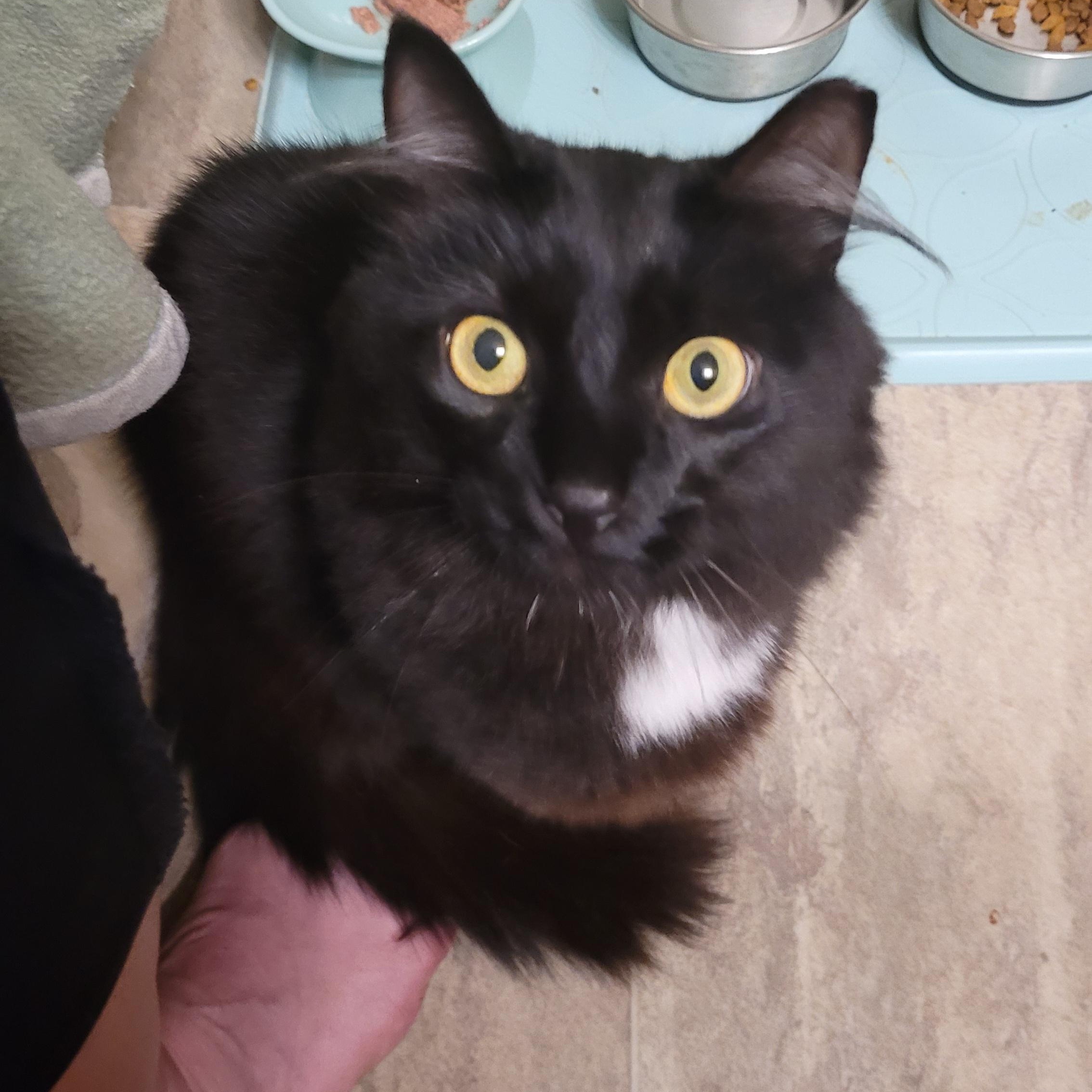 Linky, an adoptable Domestic Medium Hair in Duluth, GA image 1/4