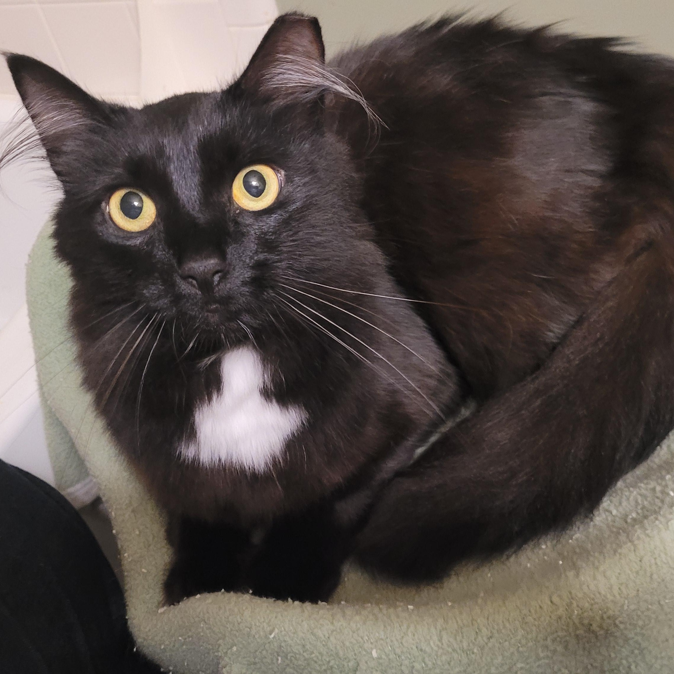 Linky, an adoptable Domestic Medium Hair in Duluth, GA image 2/4