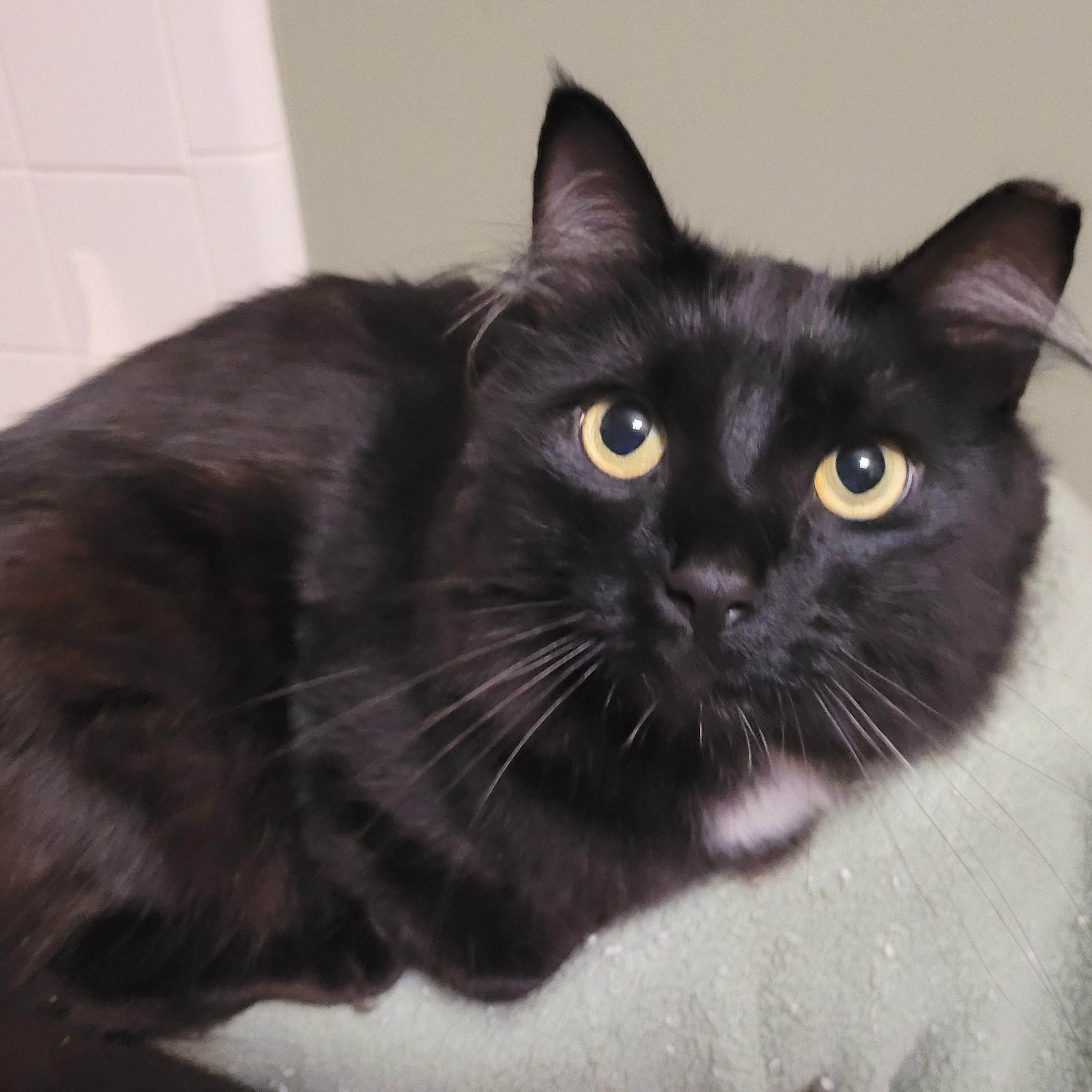 Linky, an adoptable Domestic Medium Hair in Duluth, GA image 4/4