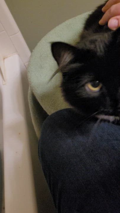 Enlarge Linky, an adoptable Domestic Medium Hair in Duluth, GA video 3/4
