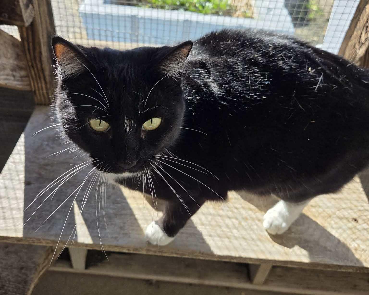 Enlarge Muffin, an adopted mixed breed in Anniston, AL image 4/4