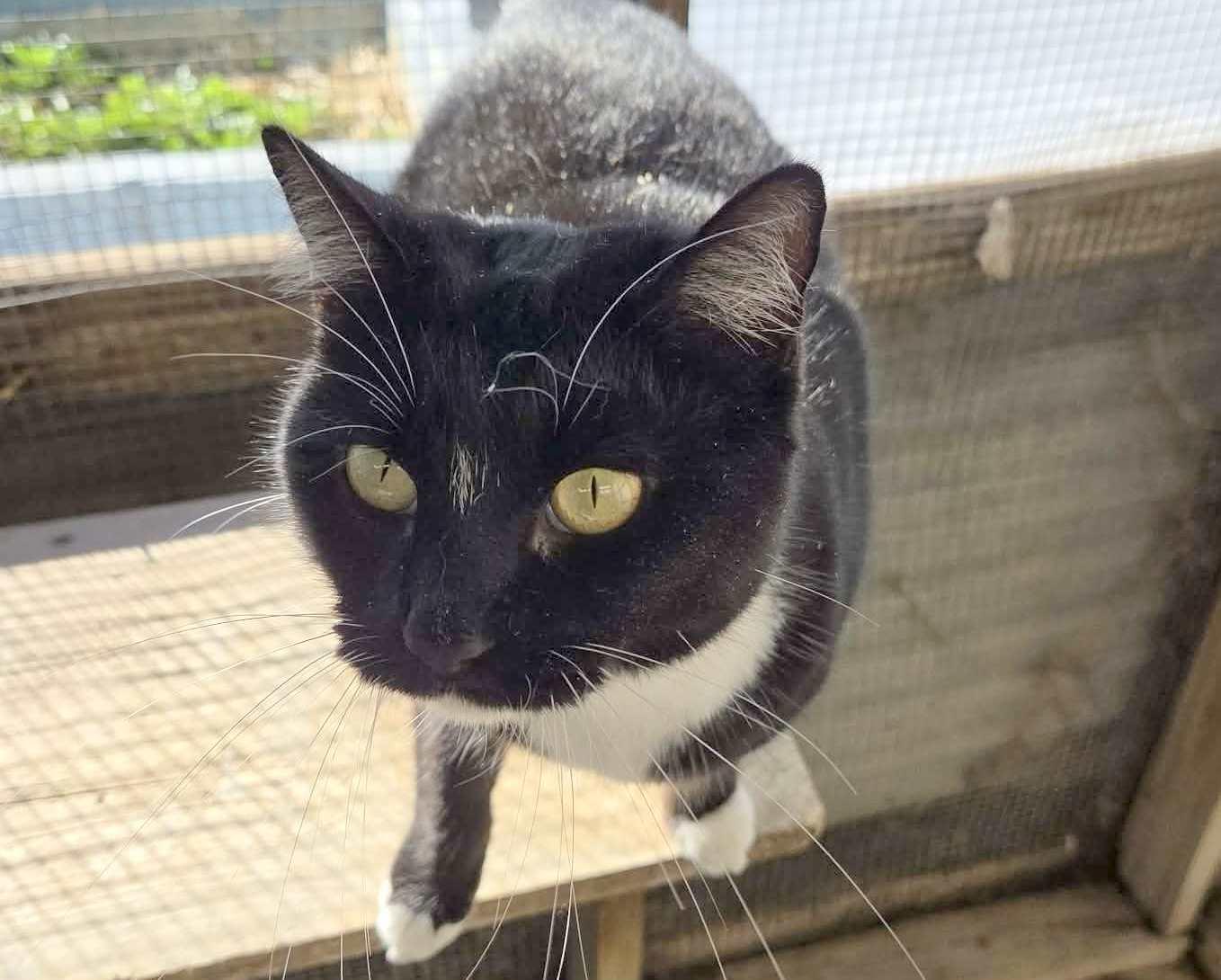 Muffin, adopted, Adult Female Domestic Medium Hair.