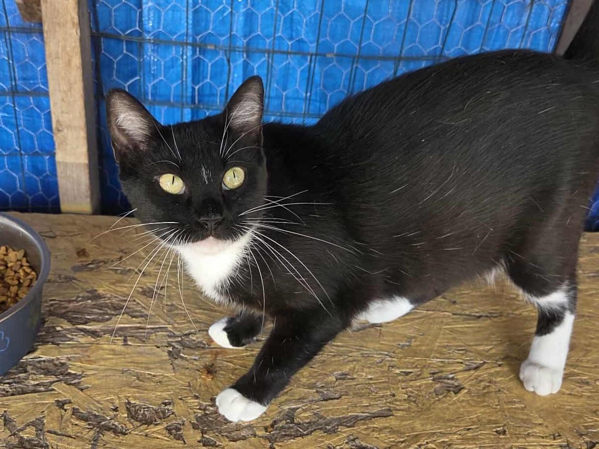 Enlarge Muffin, an adopted mixed breed in Anniston, AL image 2/4