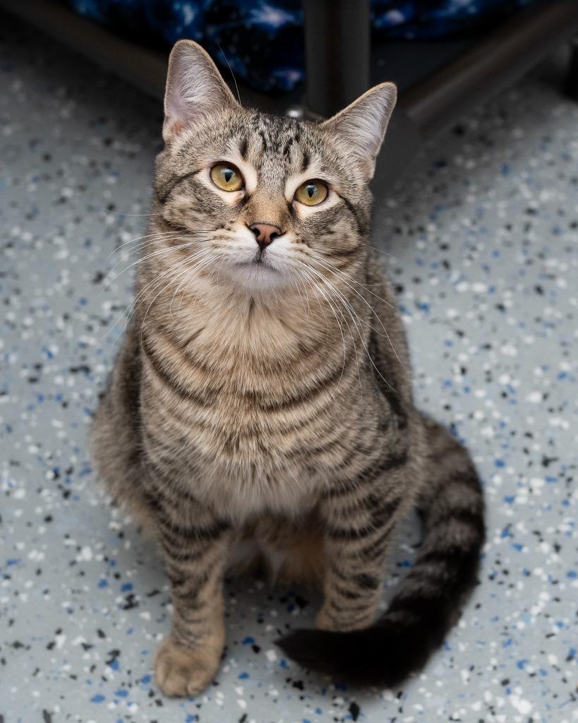 Enlarge Freddy, a Adoptable mixed breed in Boone, IA image 1/4