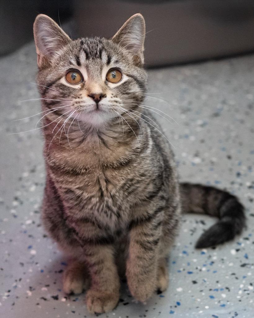 Enlarge Freddy, a Adoptable mixed breed in Boone, IA image 2/2