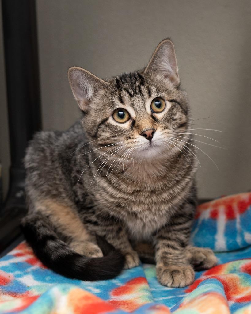 Enlarge Freddy, a Adoptable mixed breed in Boone, IA image 3/4