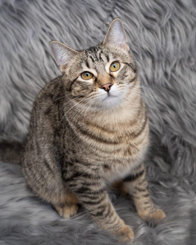 Enlarge Freddy, a Adoptable mixed breed in Boone, IA image 4/4