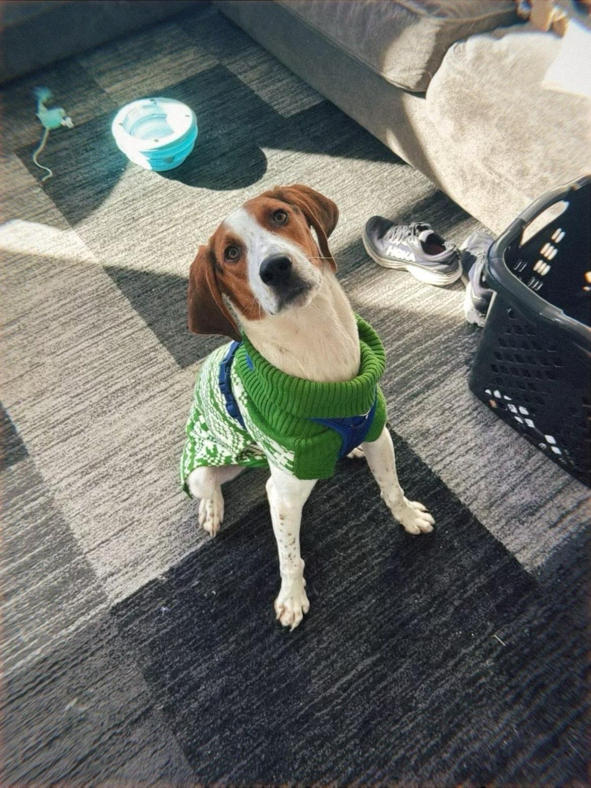 Huckleberry Hound, a ADOPTABLE Coonhound in Spokane, WA image 1/3