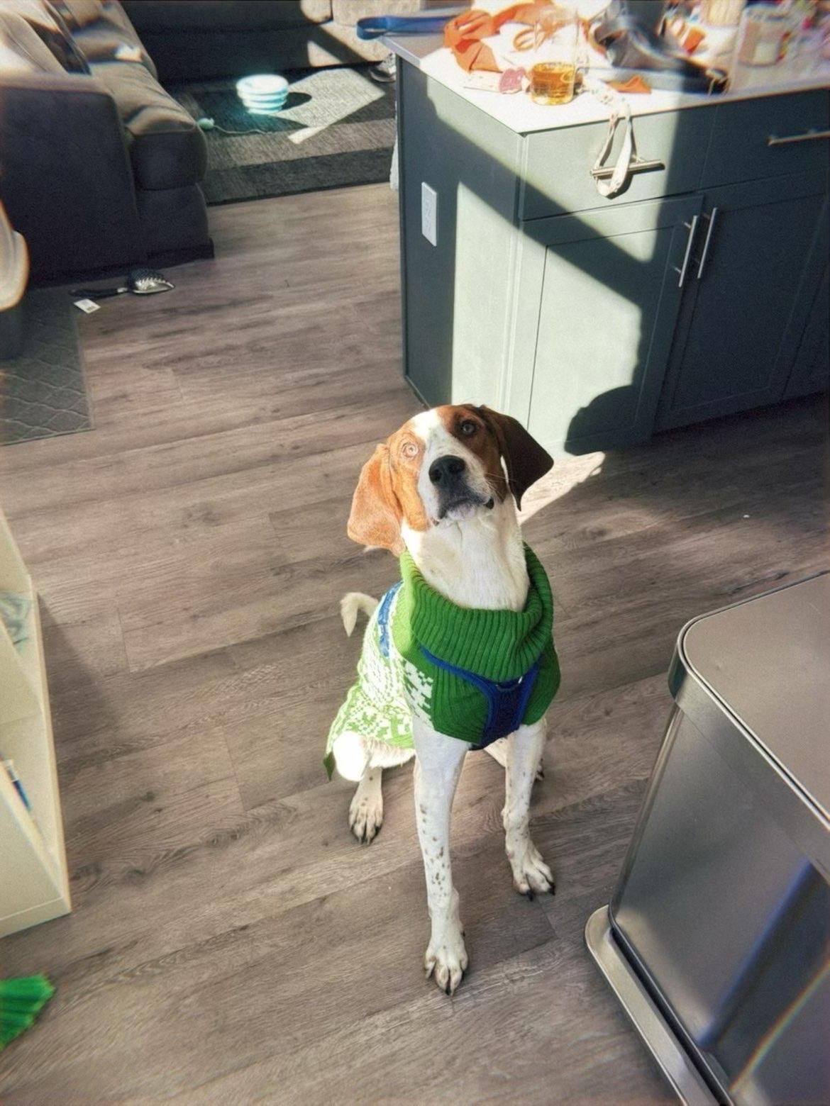 Huckleberry Hound, a ADOPTABLE Coonhound in Spokane, WA image 3/3