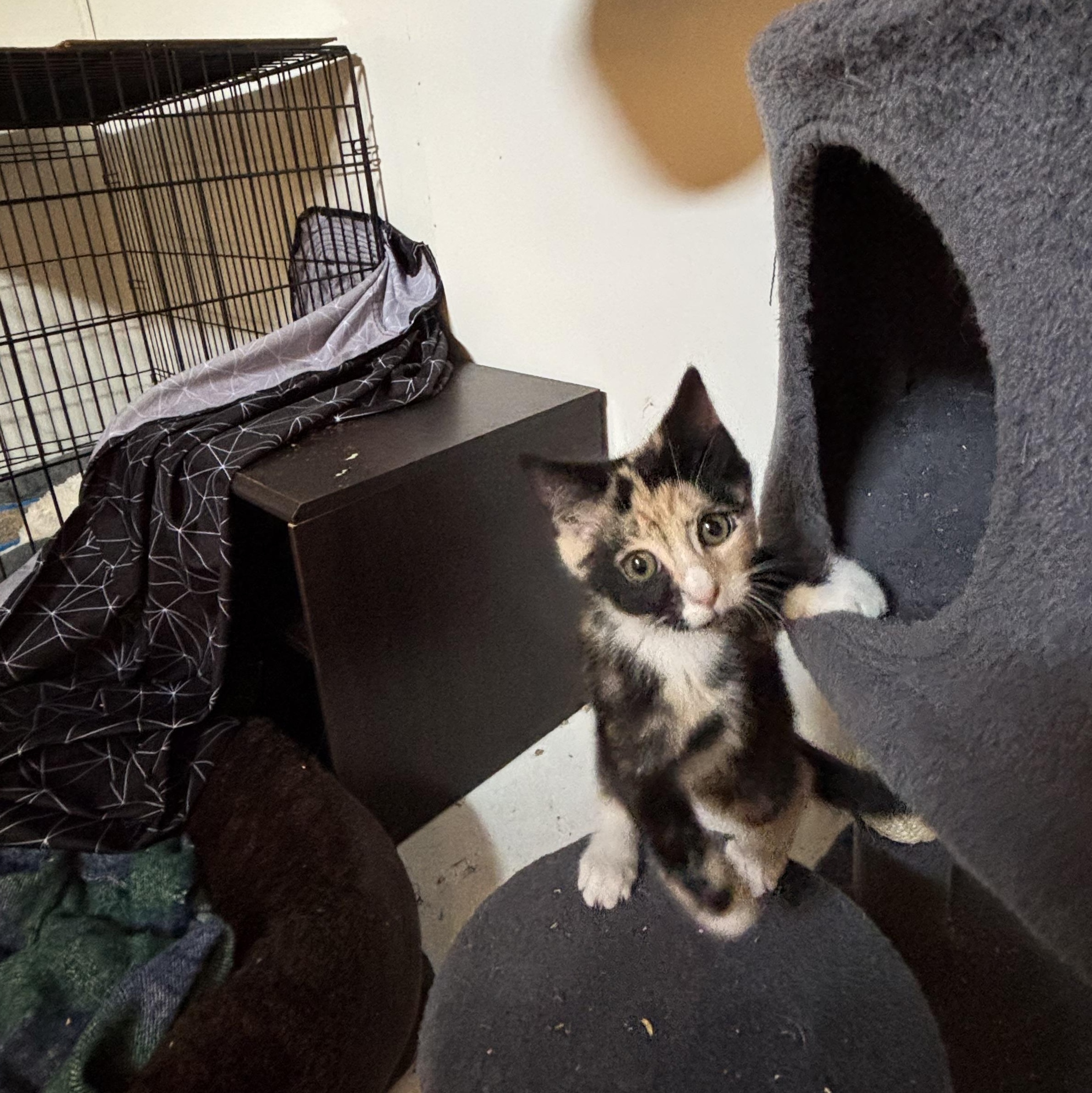 Enlarge Comet, an adopted Domestic Short Hair in Chambersburg, PA image 3/3