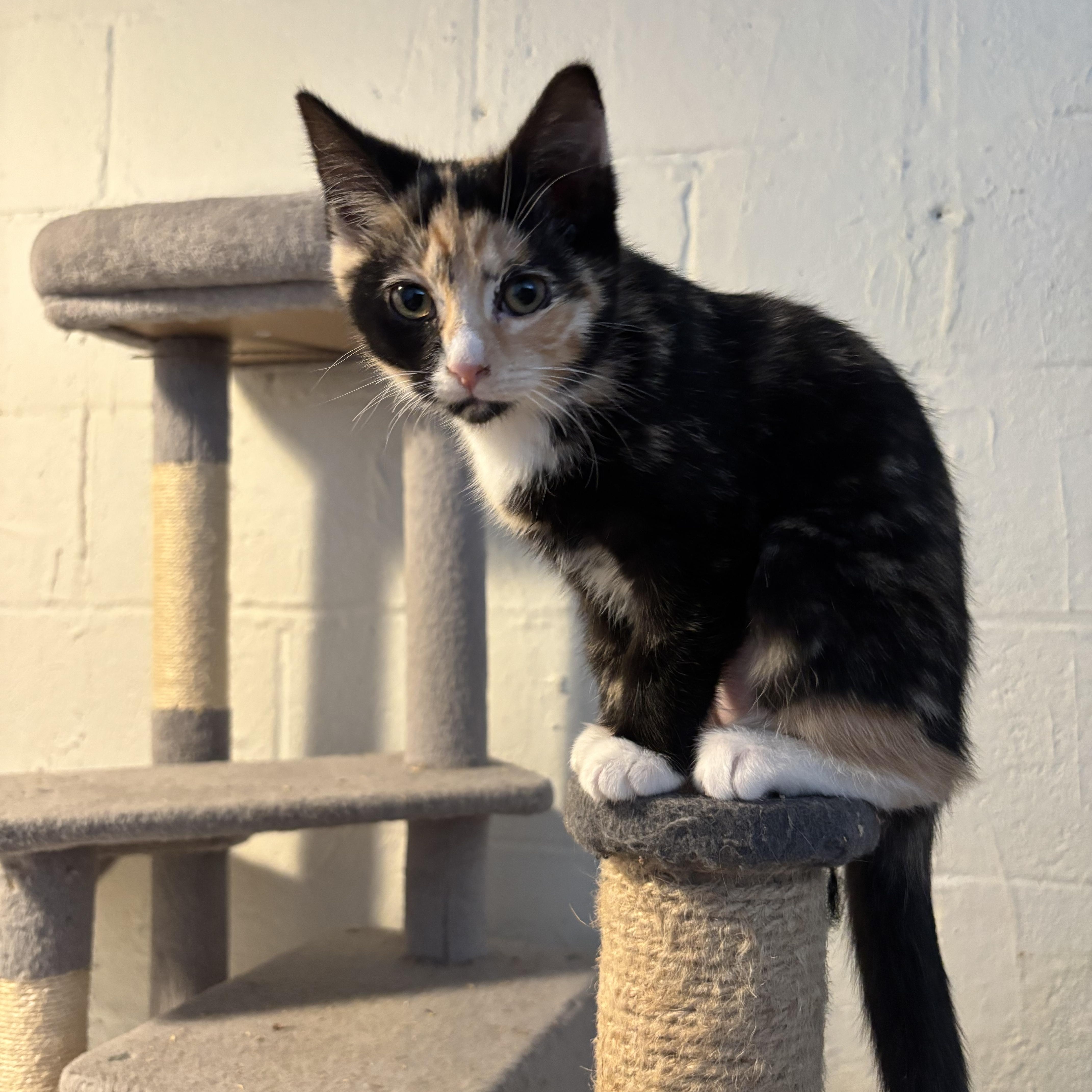 Enlarge Comet, an adopted Domestic Short Hair in Chambersburg, PA image 1/3