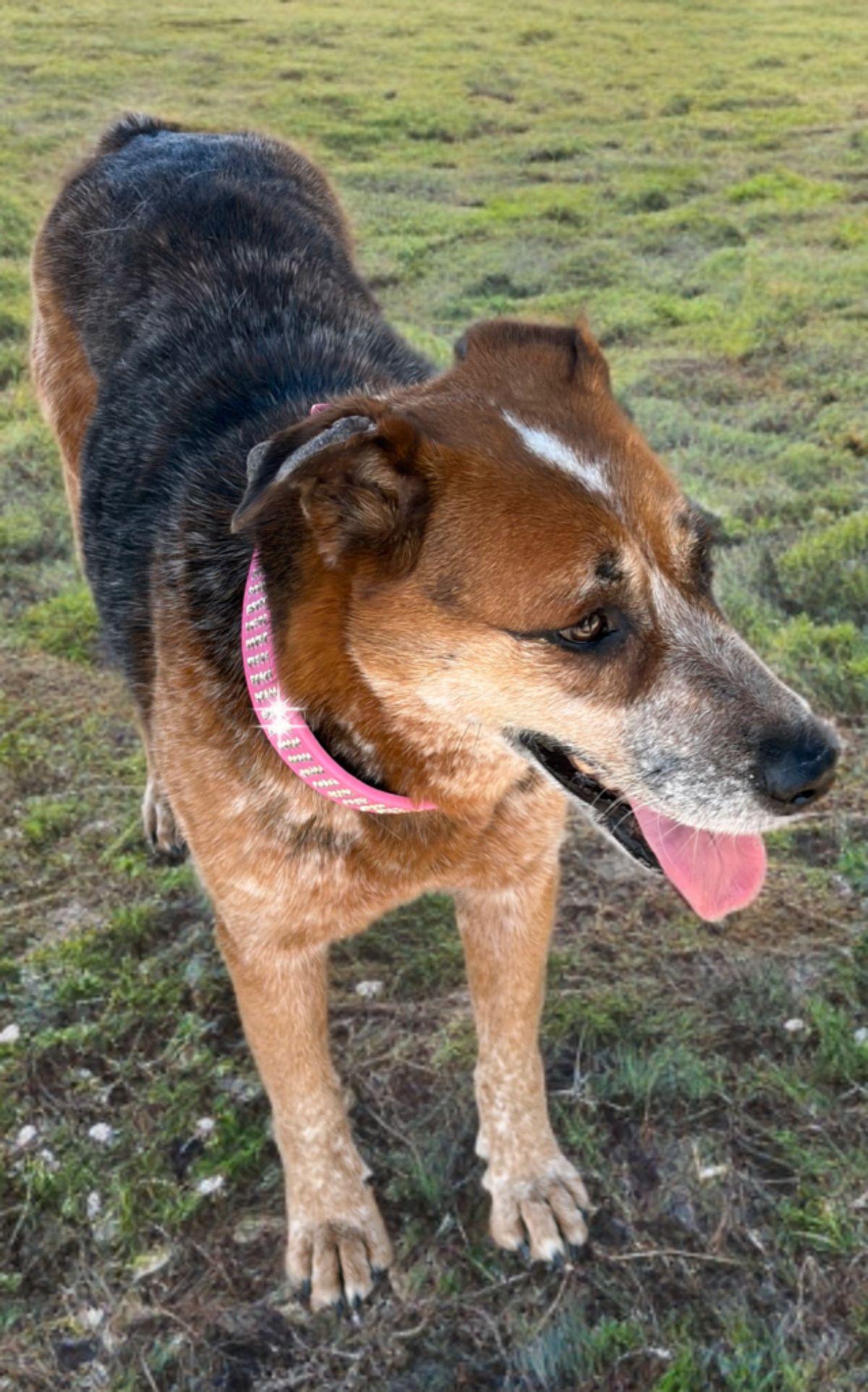 Enlarge Lake, a Adoptable Cattle Dog in Kingman, AZ image 2/3
