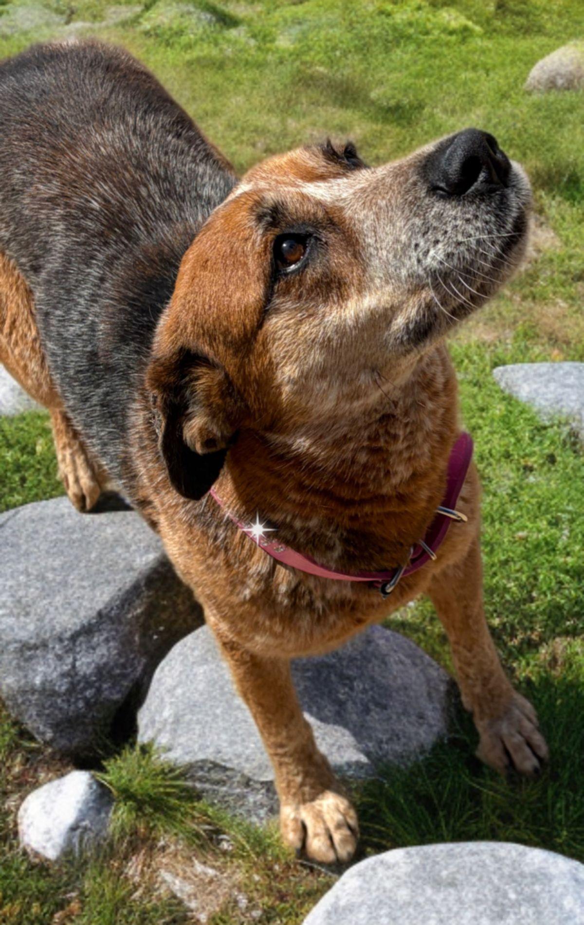 Enlarge Lake, a Adoptable Cattle Dog in Kingman, AZ image 3/3