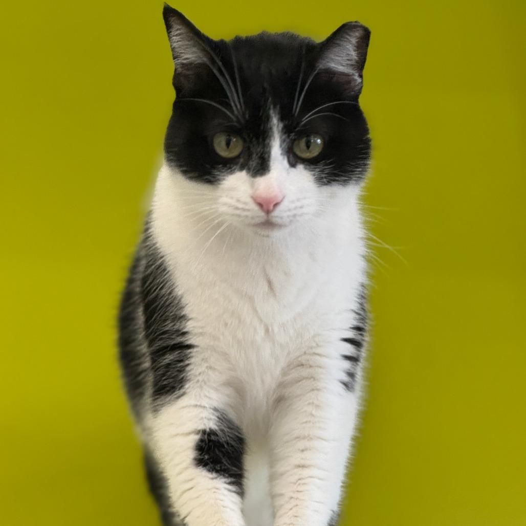 Fosse — thumbnail 2