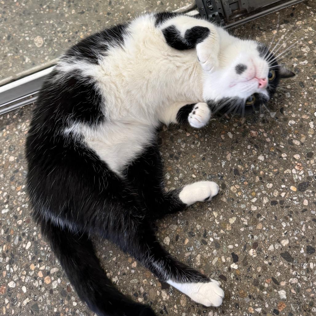 Fosse — thumbnail 3